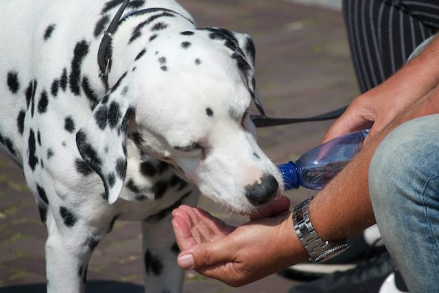 5 Common Reasons Why Do Dogs Lick Your Skin