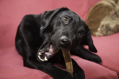 The Ultimate Guide: Why Dogs Like Chewing on Antlers?