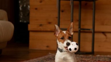 Why Do Dogs Love Squeaky Toys: The Science Behind Their Fun