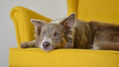How to Keep Your Dog Off the Couch: The Best Tips and Tricks