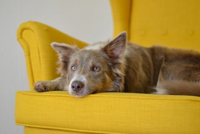 How to Keep Your Dog Off the Couch: The Best Tips and Tricks