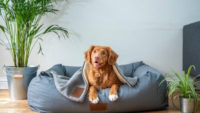 When Do Dogs Start Shedding? Facts And What You Can Do