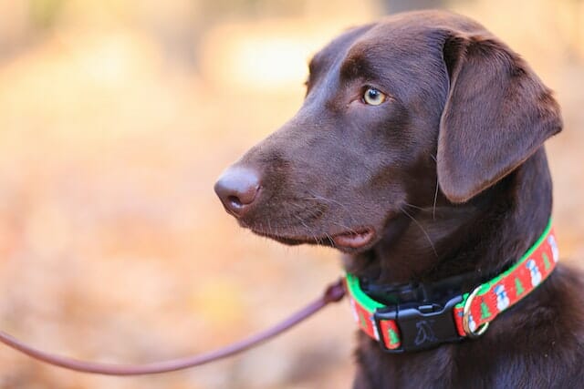 Canine Care and Training: What Do Smart Dog Collars Do?