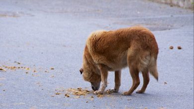 Why Do Dogs Eat Poop? The Reasons Behind This Weird Behavior