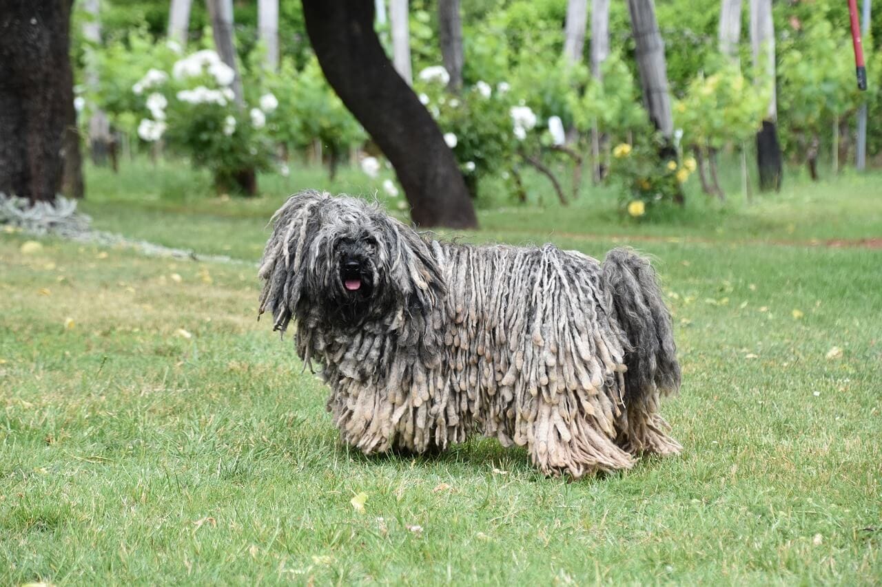 8 Adorable Mop-Like Dog Breeds You Can’t Help But Love!
