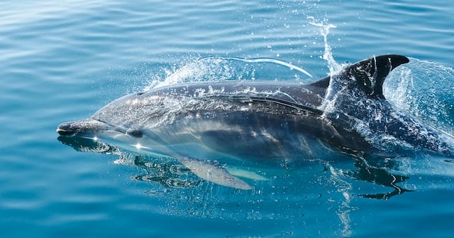 10+ Interesting Dolphin Facts That You Haven’t Heard Before