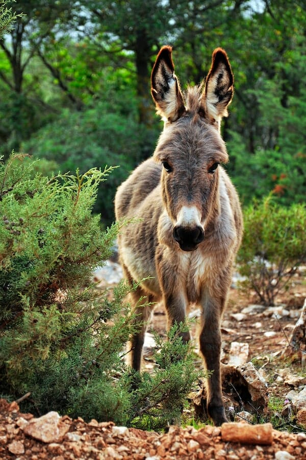 10+ Interesting Donkey Facts for Animal Lovers Everywhere