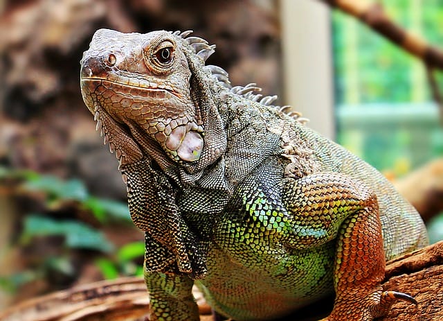 270+ Best Iguana Names – Complete Name Ideas For Your Pet Iguana