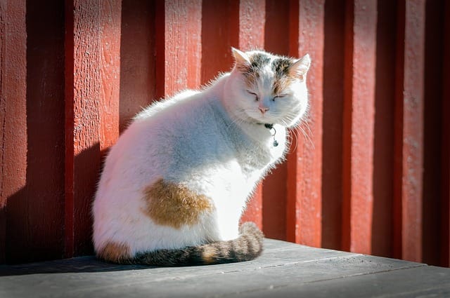 90+ Barn Cat Names For Both Male And Female Feline Friend