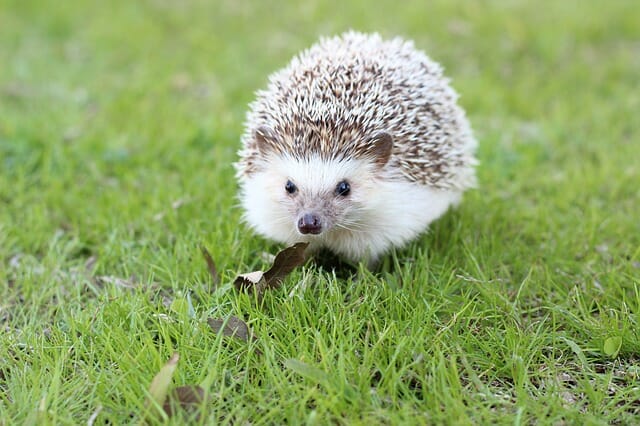 70+ Best Disney Inspired Hedgehog Names For Your Cute Pet