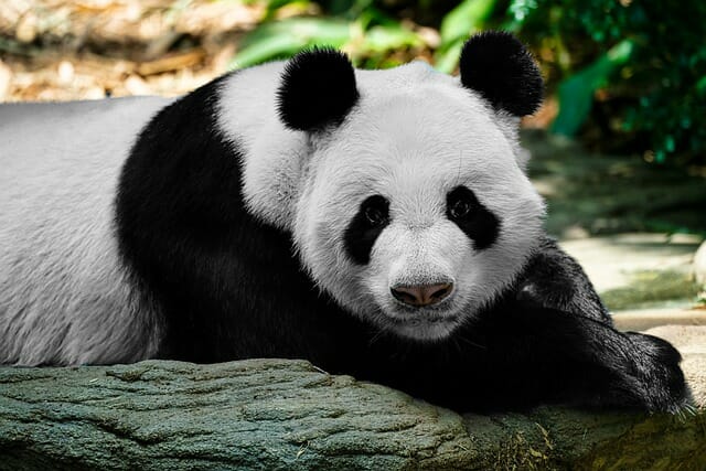 80+ Funny Panda Names – Hilarious Panda Name Ideas