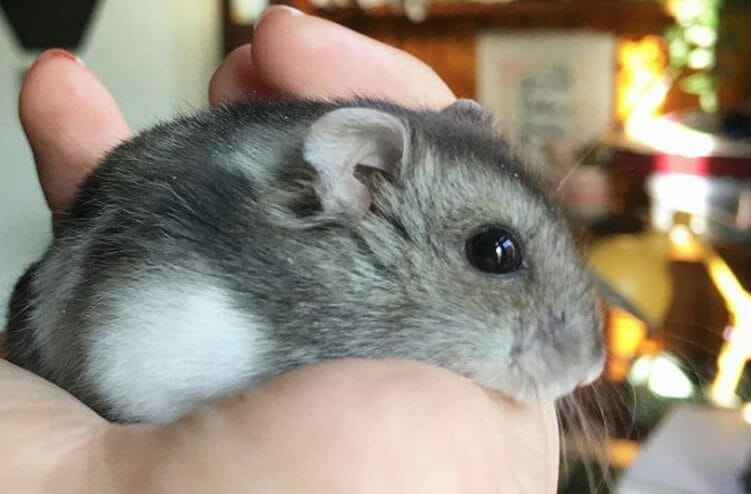 Female Hamster Names – Over 300 Cute Girl Hamster Names