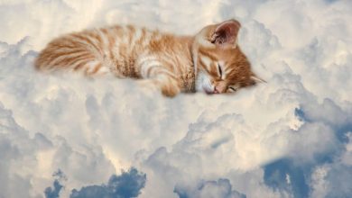 60+ Best Heavenly Cat Names With Meanings For Your Cute Kitten