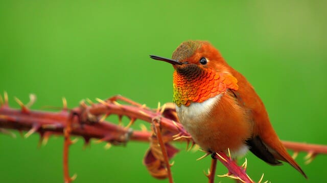 210+ Orange Bird Names – Popular Name Ideas For Orange Pet Bird