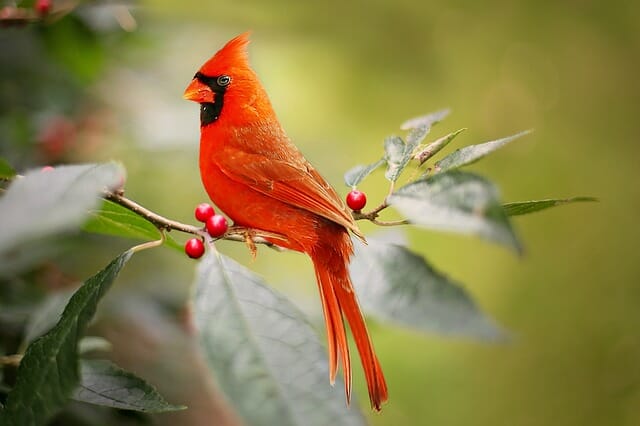 90+ Red Bird Names – Cute Name Ideas For Your Red Pet Bird