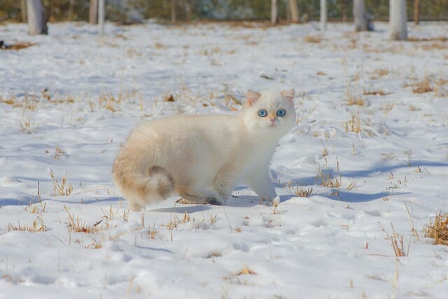 70+ Snow Inspired Cat Names For Your Adorable Pet Cats