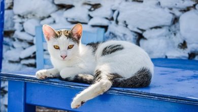 80+ Summer Inspired Cat Names – Unique Name Ideas For Your Kitten