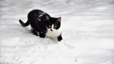 110+ Best Winter Inspired Cat Names For Your Cold Kitten