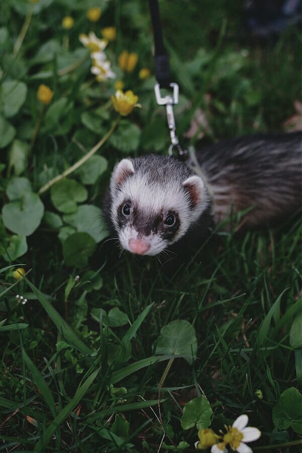 10+ Interesting Ferret Facts: All You Need to Know About Ferrets