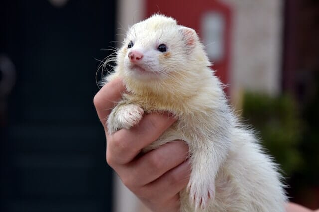 4 Essential Tips And Tricks on How to Litter Train a Ferret