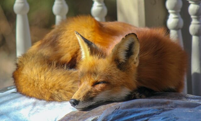 10+ Interesting Fox Facts That Will Amaze You