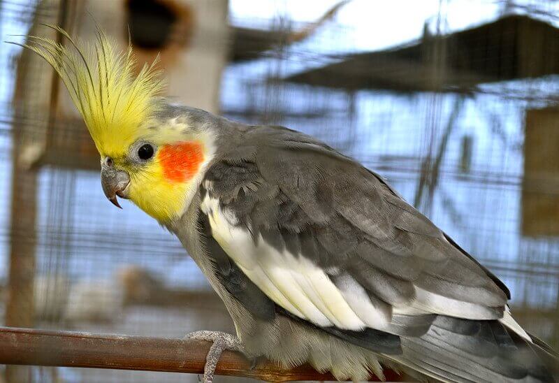 Funny Bird Names – 350 Hilarious Ideas for Naming Your Bird