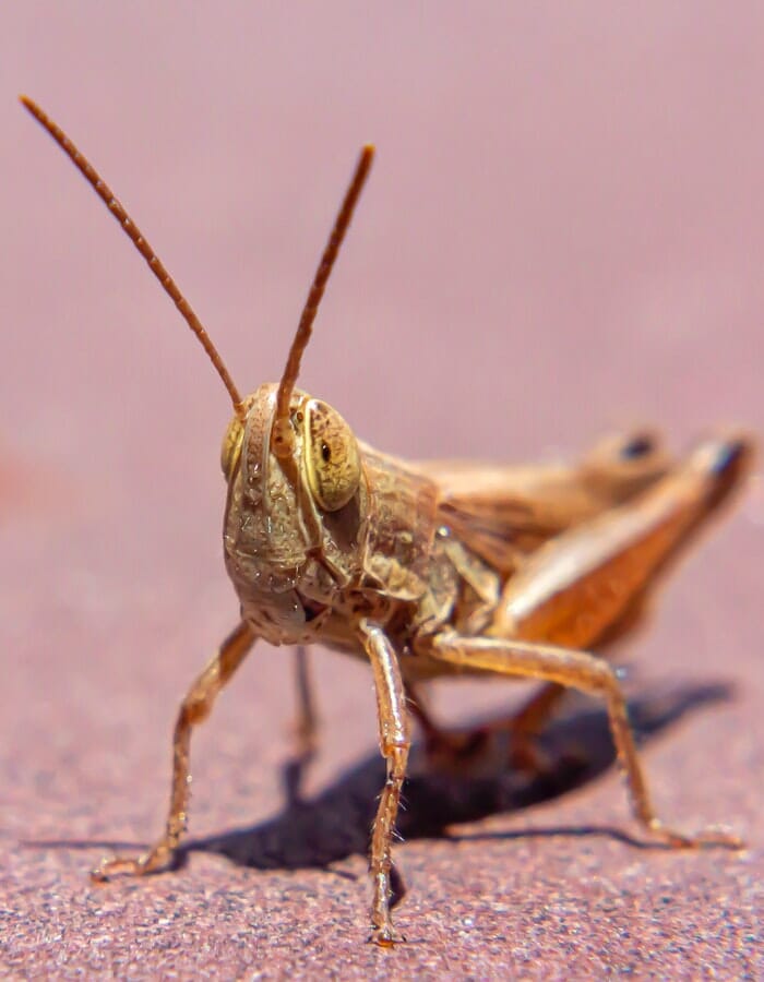 150+ Grasshopper Names: A List of Adorable Names for Grasshopper