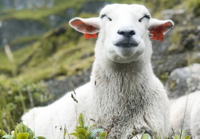 Funny Sheep Names – 100+ Funny Names For A Pet Sheep!