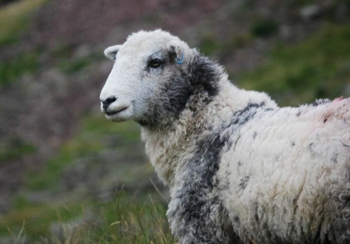 150+ Girl Sheep Names – Best Female Names For A Sheep