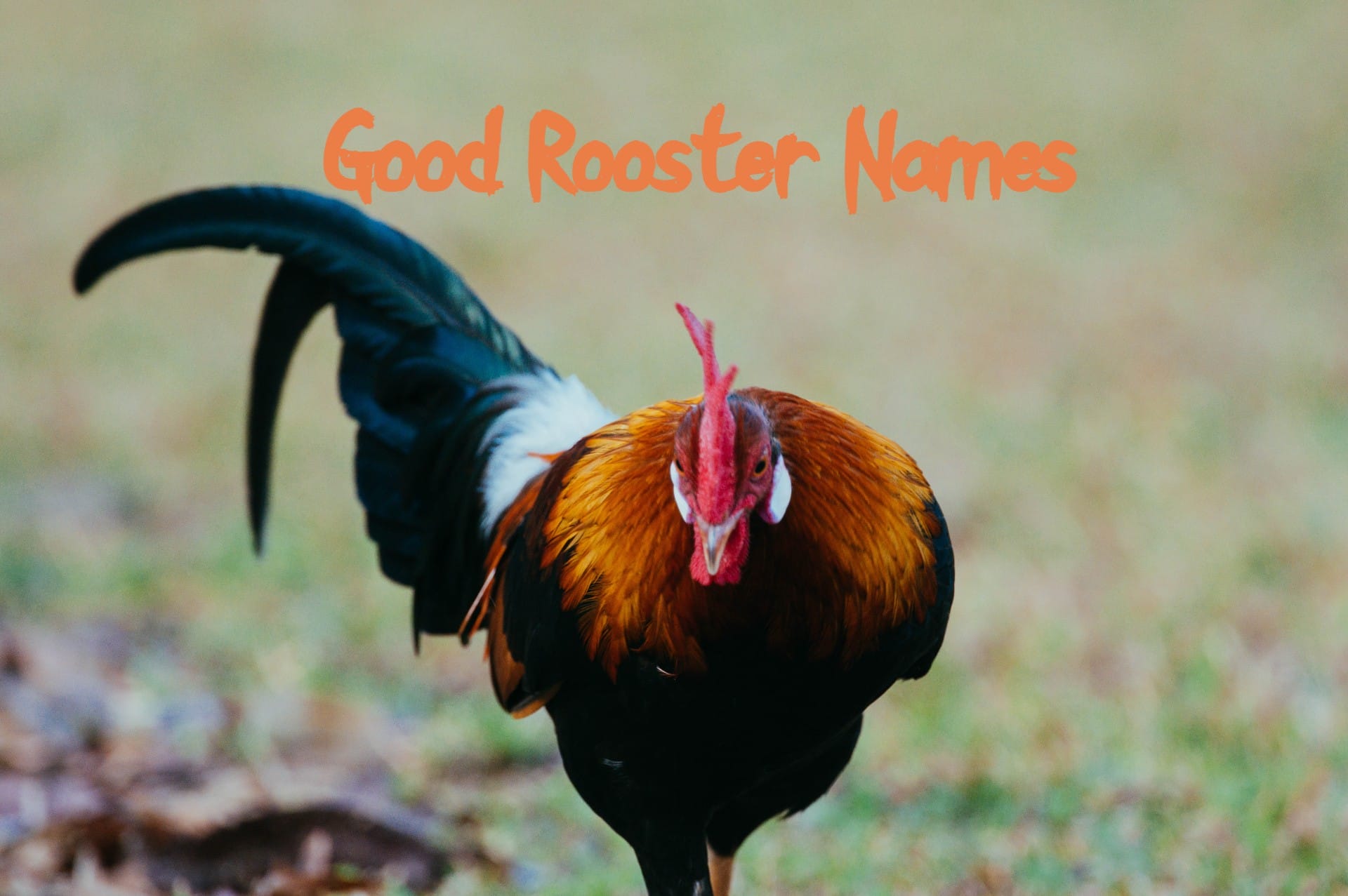 190+ Good Rooster Names – Cute, Cool, & Unique Names For A Rooster