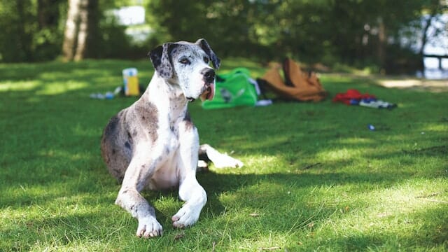 What to Know: 5 Common Great Dane Behavior Problems