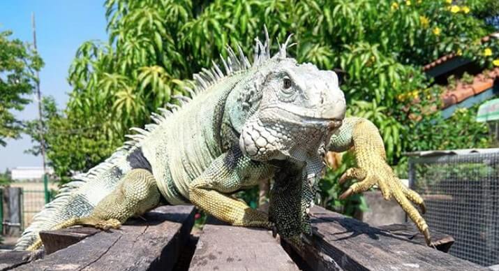 10 Things You Need to Know Before Getting a Pet Green Iguana