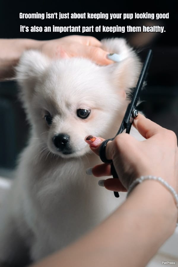 10 Uplifting Dog Grooming Quotes to Bring Out Your Pup’s Best