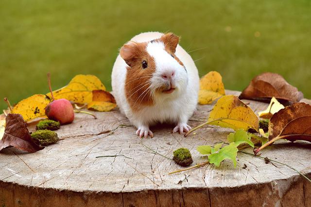 10+ Interesting Guinea Pig Facts For All Guinea Pig Lovers