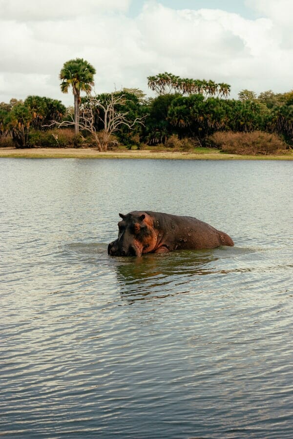 Unleashing the Mystery: 10+ Interesting Hippo Facts
