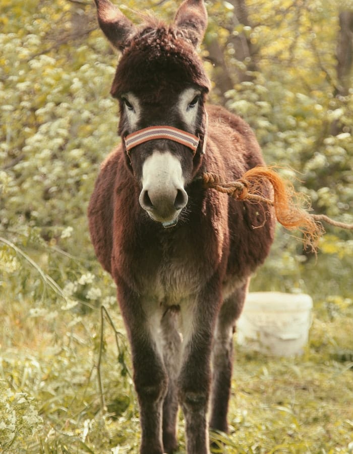 How Donkeys Show Affection: The Cutest Way Animals Express Love