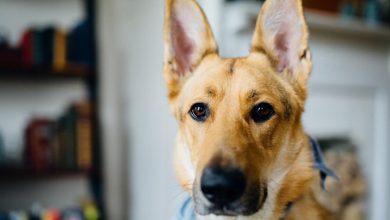 How to Clean a Dog’s Ears: A Step-By-Step Guide