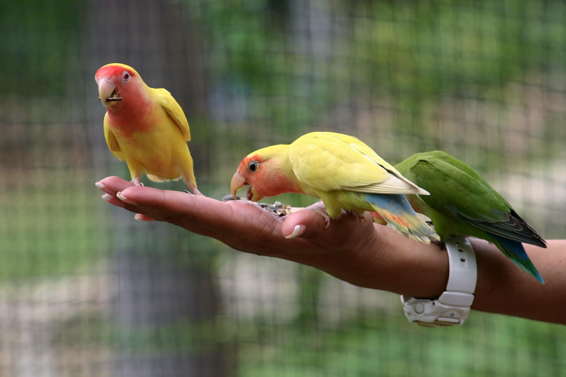 7-Step Guide To Training Your Parrot to Talk Like a Pro