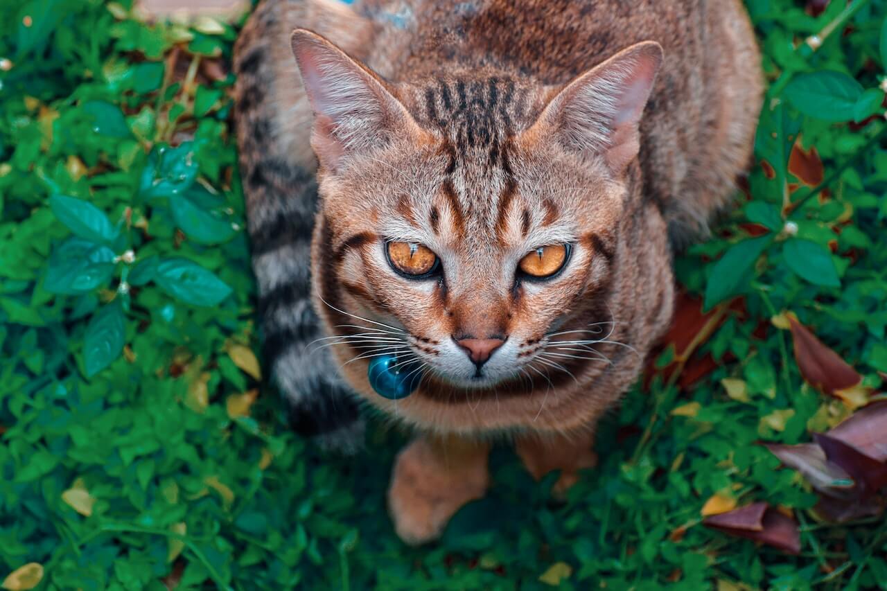 Top 10 Hypoallergenic Cat Breeds That Won’t Make You Sneeze