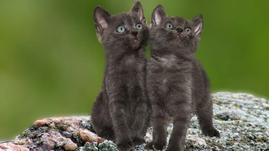 400+ Indian Twin Cat Names For Your Cute Twin Cats