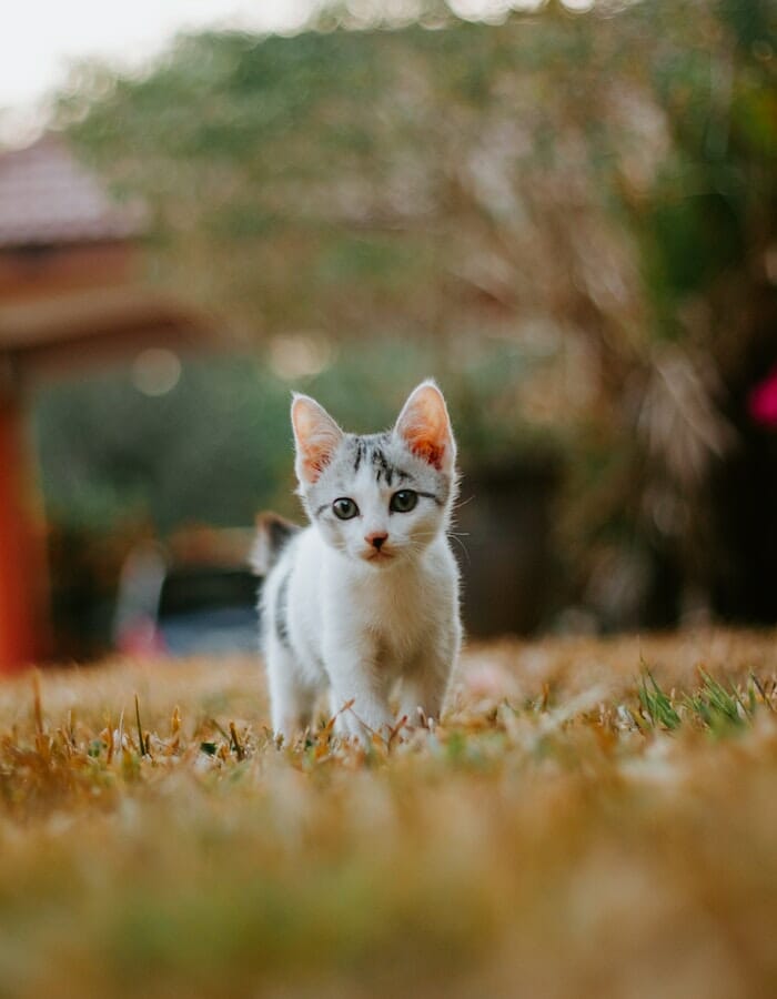 When Do Kittens Start Walking? A Guide About Kitten Development