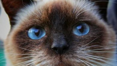 Top 50 Best Male Siamese Cat Names