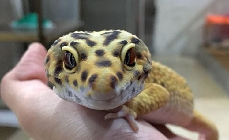 410 Best Leopard Gecko Names For Male And Female