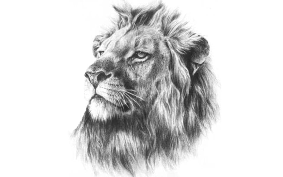 25+ Unbelievably Realistic Lion Tattoo Drawings
