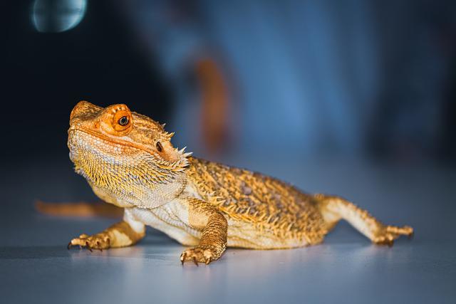 110+ Badass Bearded Dragon Names For Your Pet Reptiles