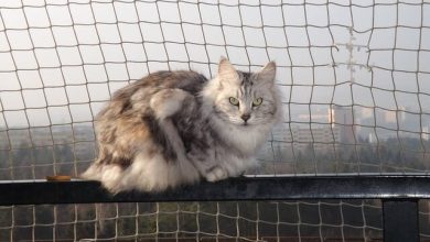 70+ Bobtail Cat Names – Unique Bobtail Cat Name Ideas For Your Kitten
