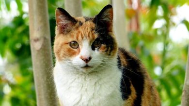 110+ Best Male Calico Cat Names That Will Inspire You