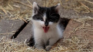 160 Cute Cat Names Meaning Small For Your Adorable Kitten