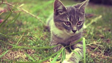 140 Popular Classic Cat Names For Your Cute Kitten
