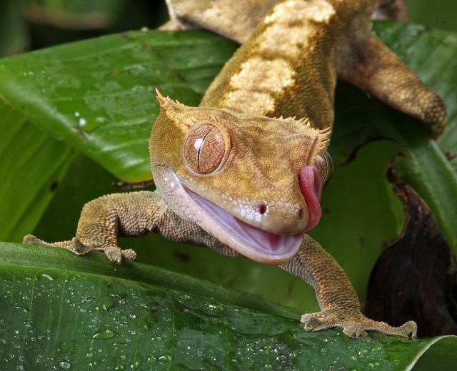 150+ Crested Gecko Names – Unique Name Ideas For Your Lizards